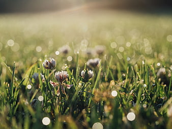 Close-up of white clover flowers in dewy grass with bokeh sunlight