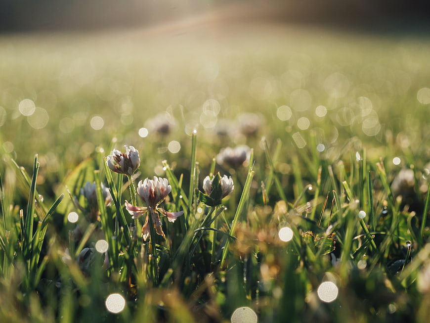 Close-up of white clover flowers in dewy grass with bokeh sunlight