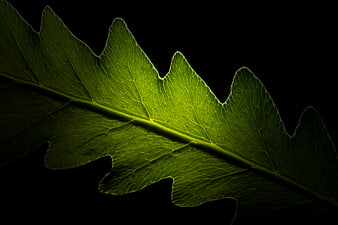 Close-up of a green leaf with intricate vein texture on black background