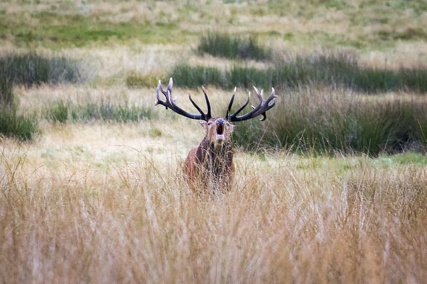 Red Stag Bellowing in Tall Grass Field