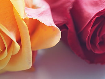 Close-up of yellow and red rose petals with soft focus