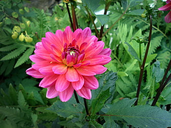 Vibrant Pink Dahlia Flower in Green Garden