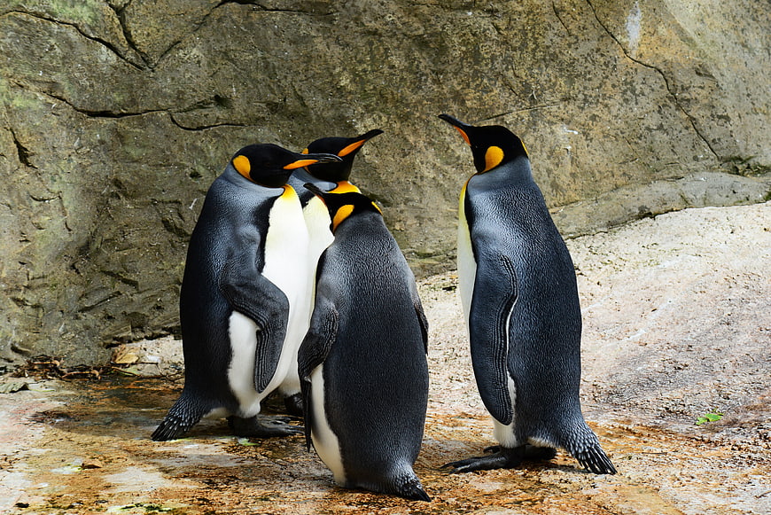 Group of King Penguins Standing on Rocky Terrain