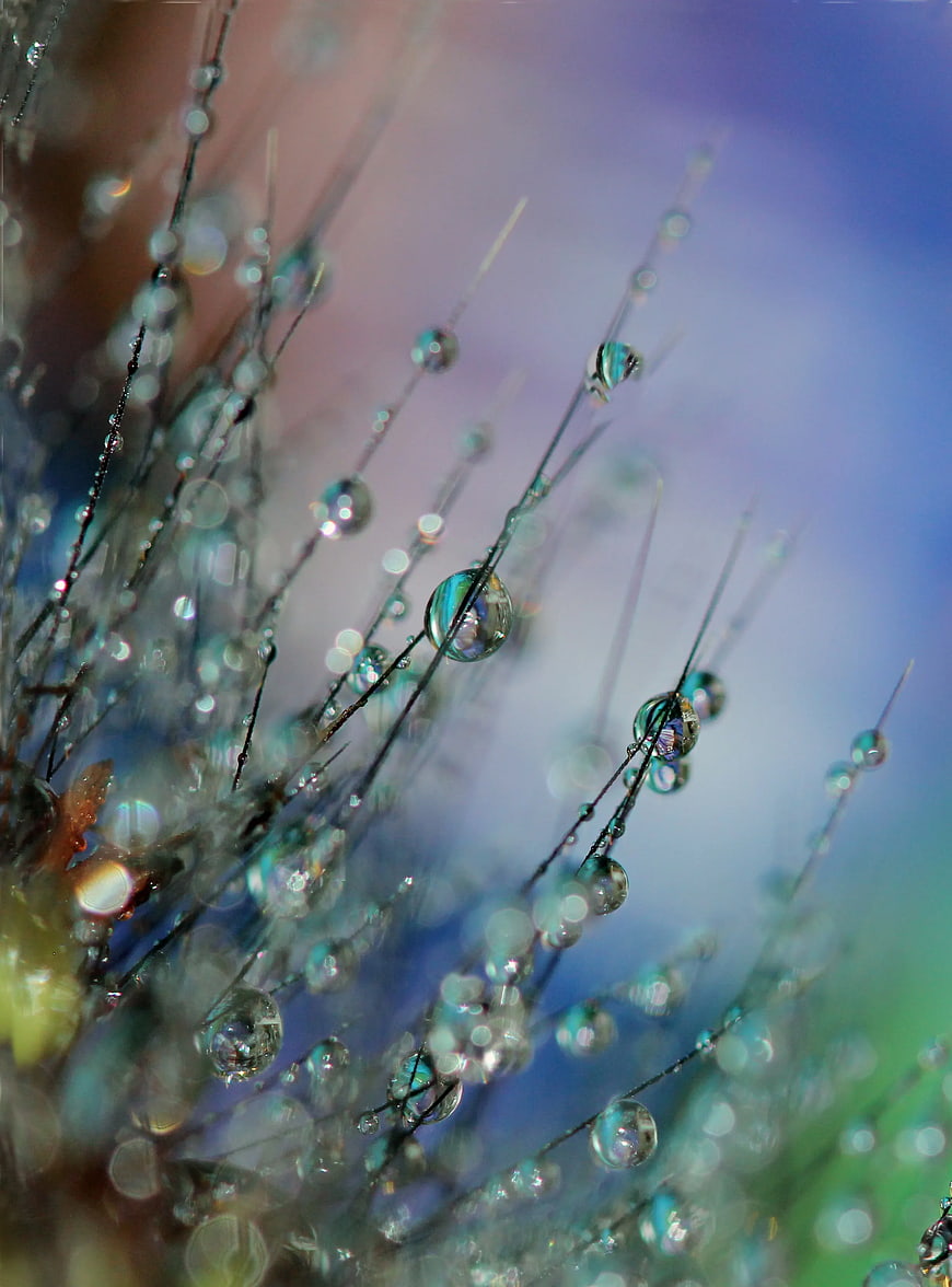 Macro Photography of Dew Drops on Grass Blades