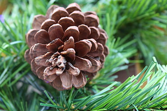 Close-up of brown pine cone on green artificial pine needles