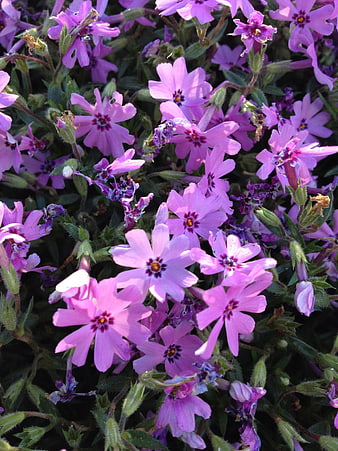 Close-up of vibrant pink phlox flowers in a garden