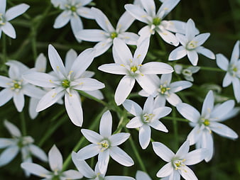 Close-up of delicate white star-shaped flowers with yellow centers