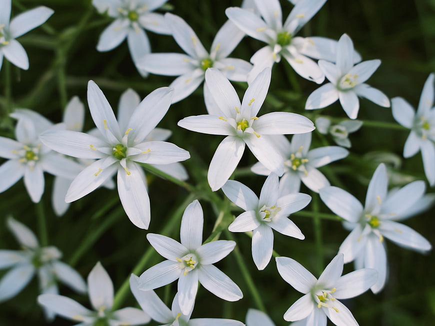 Close-up of delicate white star-shaped flowers with yellow centers