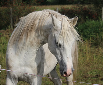 White Arabian Horse Head In Pasture