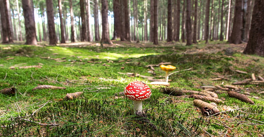 Red Fly Agaric Mushroom in Green Mossy Pine Forest