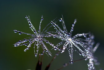 Macro photography of dandelion seeds with morning dew drops