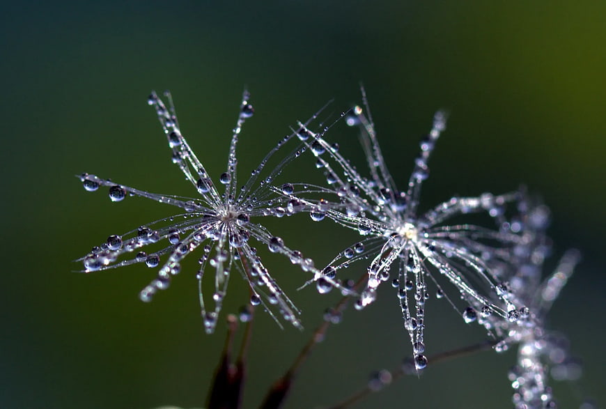 Macro photography of dandelion seeds with morning dew drops