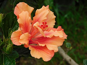 Close-up of vibrant peach and pink hibiscus flower