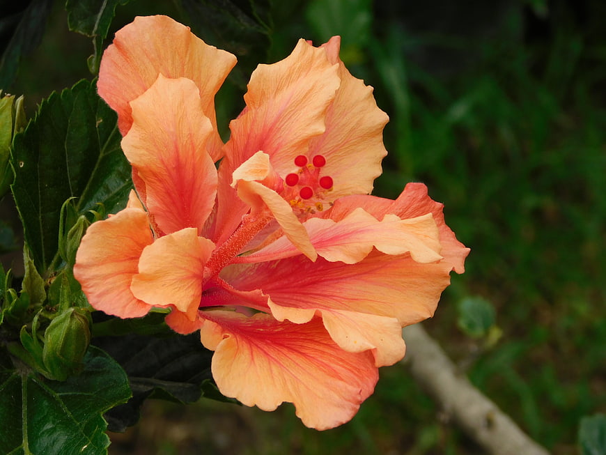 Close-up of vibrant peach and pink hibiscus flower