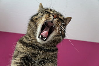 Close-up of a tabby cat yawning with mouth wide open