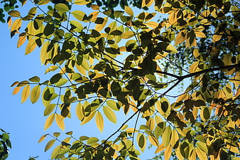 Sunlit green leaves against a clear blue sky