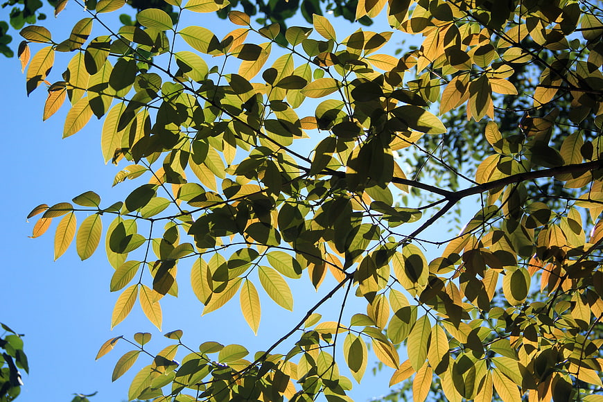 Sunlit green leaves against a clear blue sky