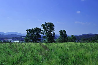 Green barley field with trees and mountains in summer