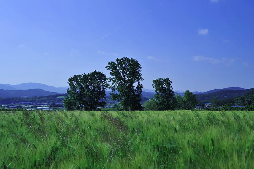 Green barley field with trees and mountains in summer