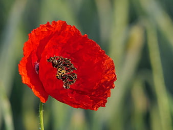 Close-up of a vibrant red poppy flower in a field
