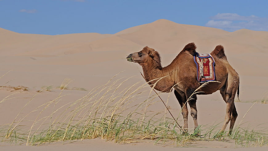 Bactrian Camel Eating Grass In Mongolian Desert Sand Dunes