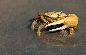 Close-up of a Fiddler Crab on Wet Sand