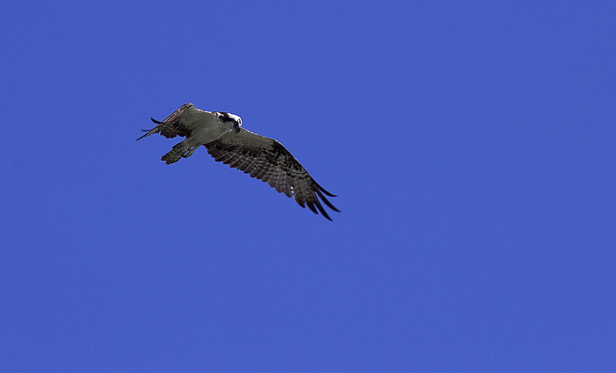 Osprey Bird Soaring in Blue Sky