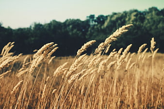 Golden wheat field with blurred forest background