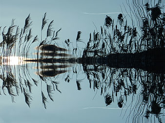 Abstract Reflection of Reeds and Sun in Water