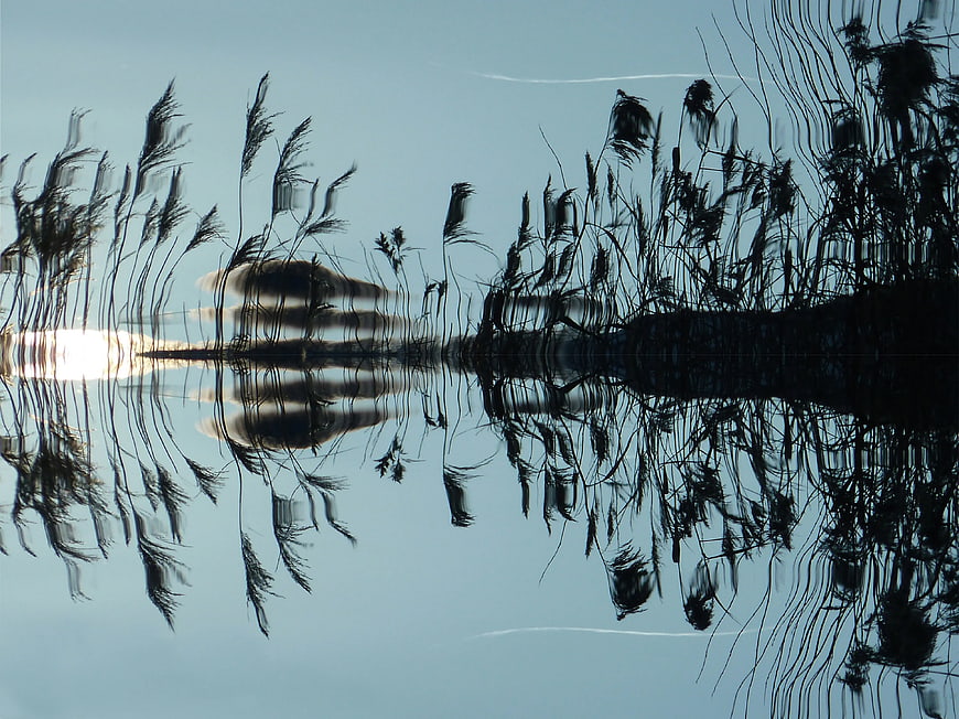Abstract Reflection of Reeds and Sun in Water