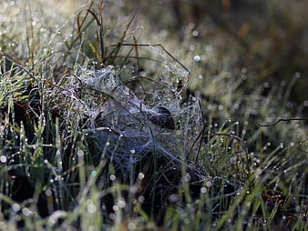 Frosty spider web in grass with morning dew drops