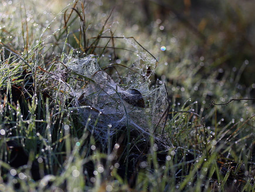 Frosty spider web in grass with morning dew drops