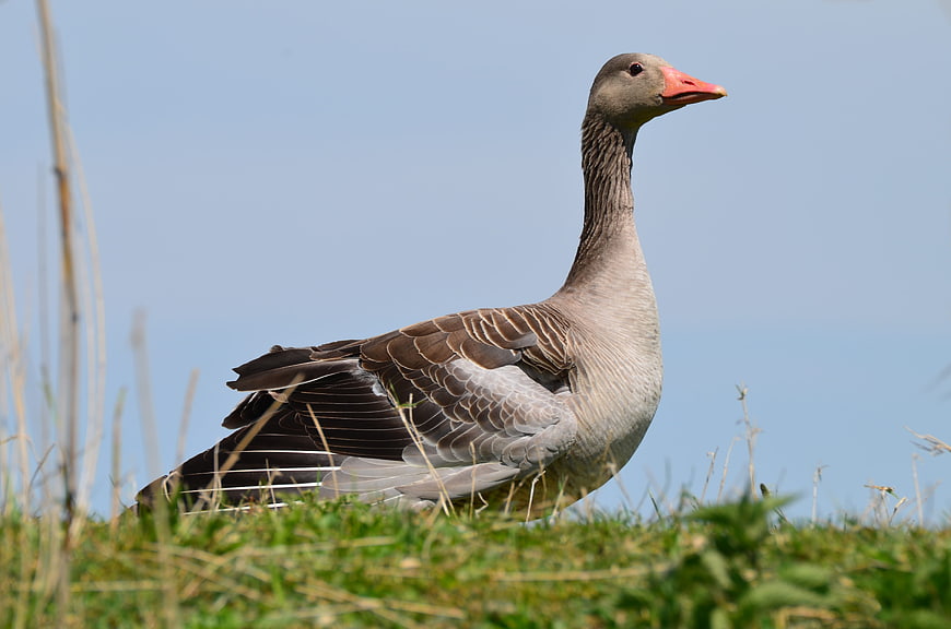 Grey Goose Standing in Green Grass Field