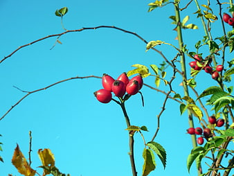 Red Rosehips on Branch Against Blue Sky