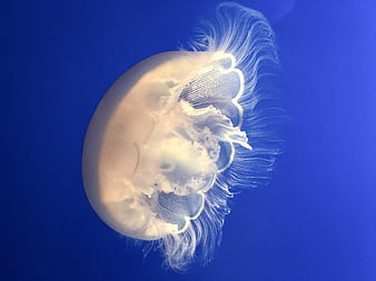 White Moon Jellyfish Floating in Deep Blue Water