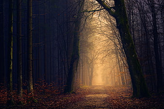 Mystical Forest Path with Golden Sunlight and Mist