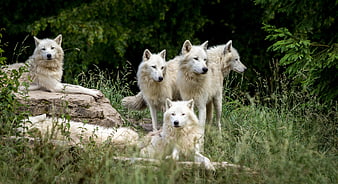 Pack of White Wolves in Natural Forest Habitat
