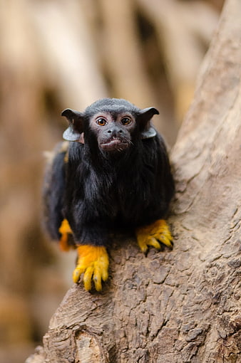Close-up of Red-handed Tamarin on Tree Bark
