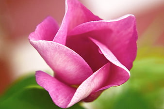 Close-up of vibrant pink magnolia flower bud