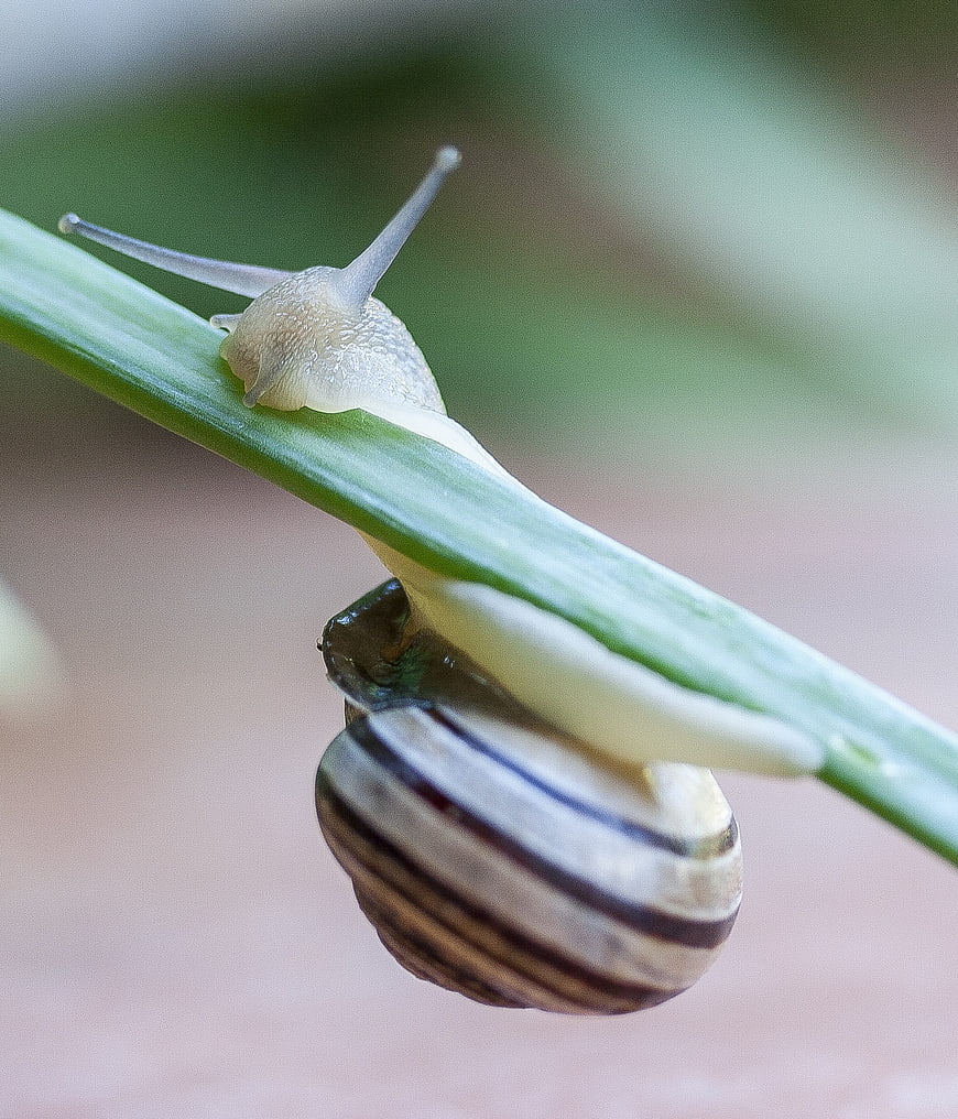 Macro Snail Climbing Green Plant Stem