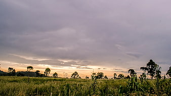 Dramatic Sunset Over Green Rice Paddy Field