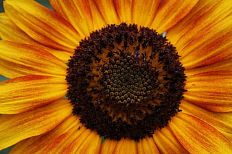 Close-up of vibrant yellow and brown sunflower center