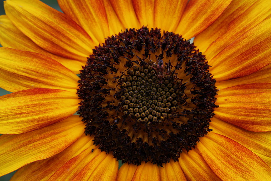 Close-up of vibrant yellow and brown sunflower center