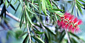 Vibrant Red Bottlebrush Flower with Green Leaves