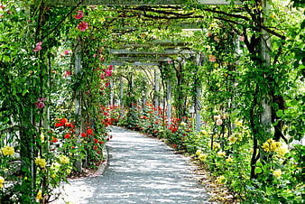 Sunny Rose Garden Pathway with Arched Pergola