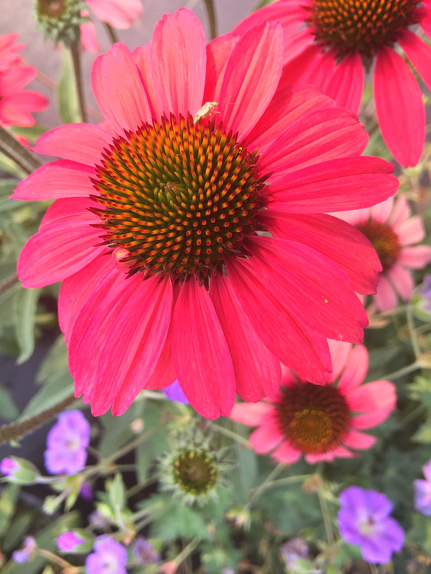 Vibrant Pink Coneflower Close-Up with Insect