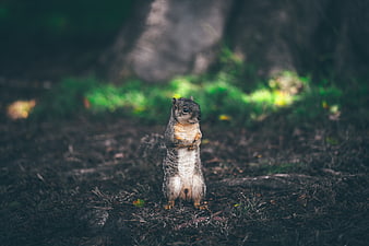 Cute squirrel standing upright in a forest