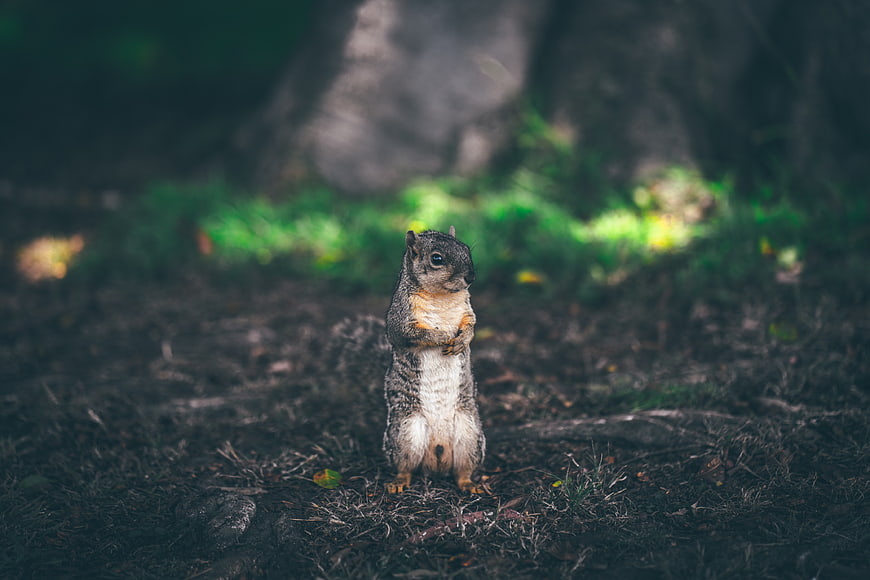 Cute squirrel standing upright in a forest