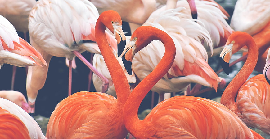 Vibrant Orange Flamingos Forming Heart Shape In Flock