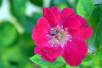 Vibrant Red Rose with Bee Pollinating on Green Background